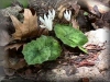 Wild Cyclamen Cretica