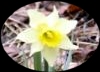 Wildflowers - wild daffodil, Eifel, Germany