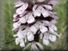 Orchis purpurea - Eifel, Germany