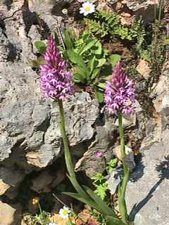 Anacamptis pyramidalis