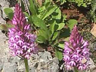 Anacamptis pyramidalis - close-up