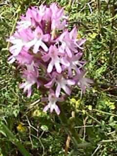 Anacamptis pyramidalis