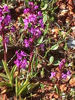 Dactylorhiza romana