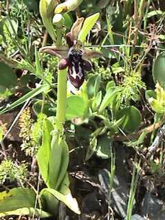 Ophrys doerfleri