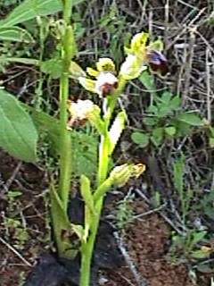 ophrys funerea