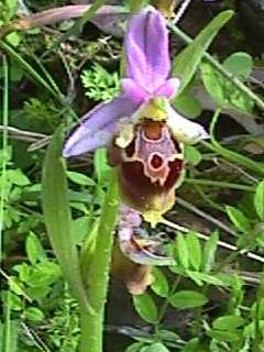 ophrys scolopax ssp. heldreichii - close-up