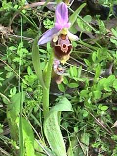 ophrys scolopax subspecies heldreichii