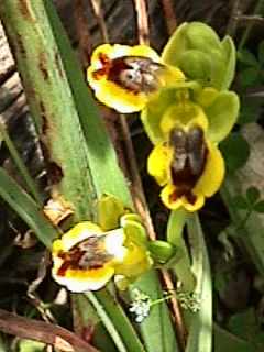 Ophrys lutea