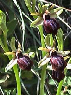 ophrys mammosa