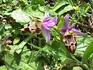 ophrys scolopax