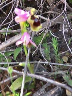 ophrys tenthredinifera
