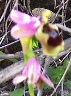 ophrys tenthredinifera