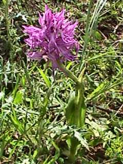 Orchis italica