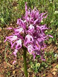 Orchis italica