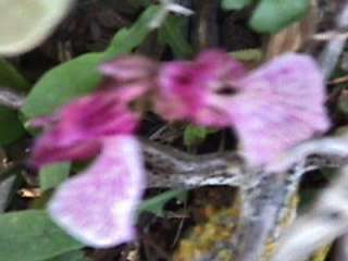 Orchis papilionacea