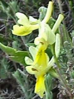 Orchis pauiflora tenore