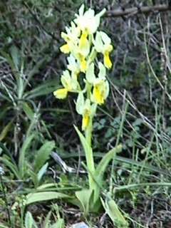 Orchis pauciflora tenore