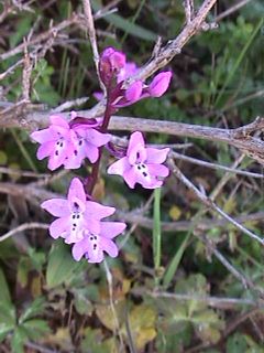 Orchis quadripuncta