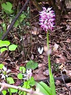 Orchis simia