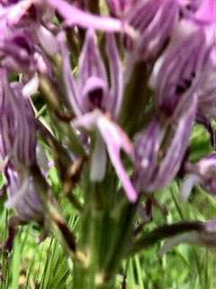 Orchis simia - close-up