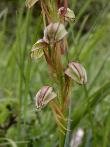 Aceras anthropophorum - closeup of flowers