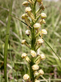 Aceras anthropophorum - head of flowers