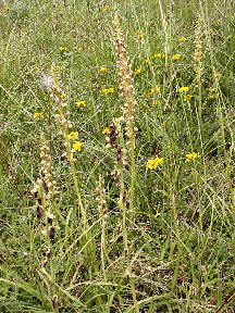 Aceras anthropophorum - many plants