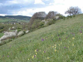 Hillside with Anacamptis morio and primroses