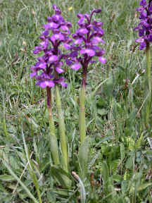 Anacamptis morio - plants