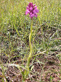 Anacamptis pyramidalis - plant