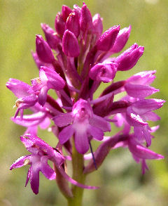 Anacamptis pyramidalis - flower head