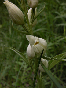 Cephalanthera damasonium flowers