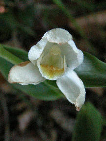 Cephalanthera damasonium - open flower