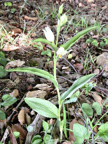 Cephalanthera damasonium plant