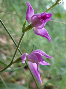 cephalanthera rubra - 2 flowers closeup