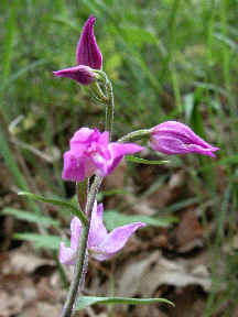 cephalanthera rubra - flower head