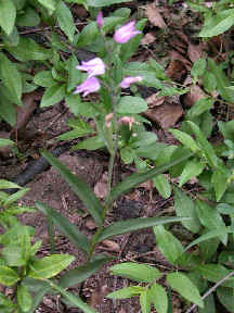 Cephalanthera rubra - plant