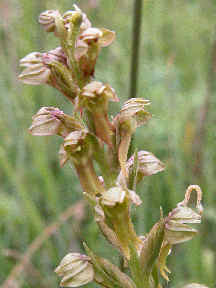 Coeloglossum Viride - close-up