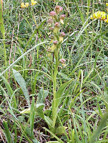 Coeloglossum viride plant