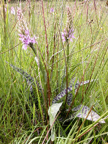 Dactylorhiza fuchsii - 2 plants