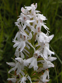 Dactylorhiza fuchsii - albino variant