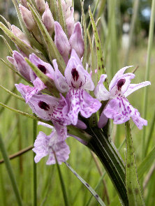 Dactylorhiza fuchsii - head