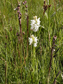 Dactylorhiza incarnata ssp. ochroleuca - 2 plants