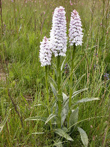 Dactylorhiza maculata - 3 plants