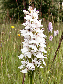 Dactylorhiza maculata var. albiflora - flower head