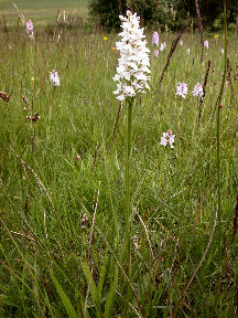 Dactylorhiza maculata var. albiflora - plant