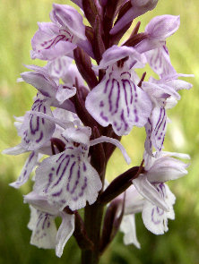 Dactylorhiza maculata - closeup