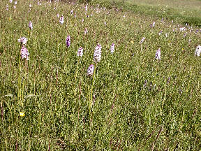 Dactylorhiza maculata - meadow