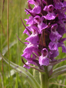 Dactylorhiza majalis - closeup