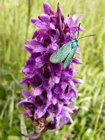 Dactylorhiza majalis - flower head with  irridescent turquoise fly